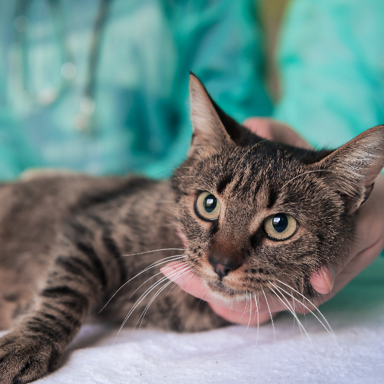 Hudson Animal Hospital: Experienced Veterinarian in New York