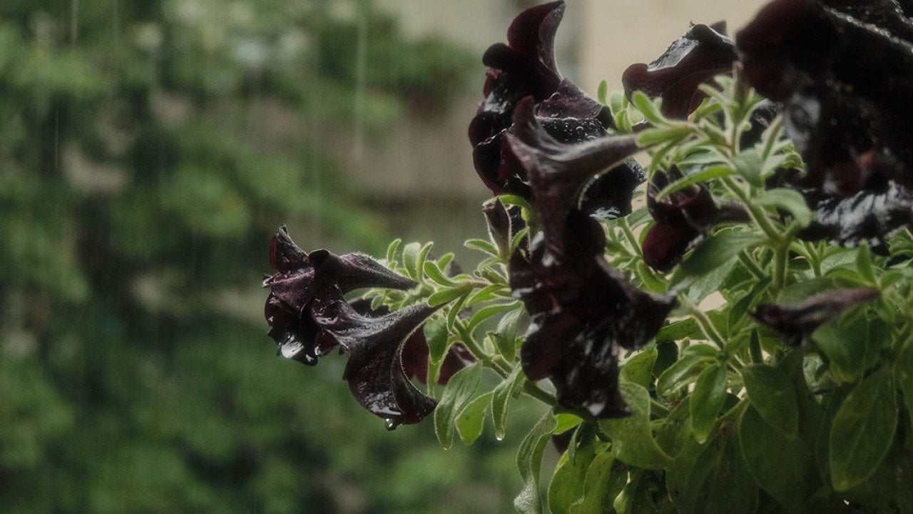 Keep your yard creepy year-round with a goth garden
