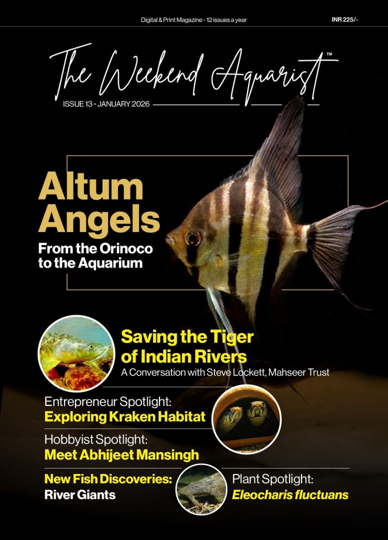 The Weekend Aquarist Marks First Anniversary with January 2026 Issue, Spotlighting Conservation, Craft, and Community in the Aquarium Hobby