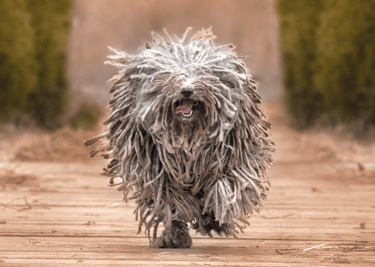 Least popular dog breeds in America