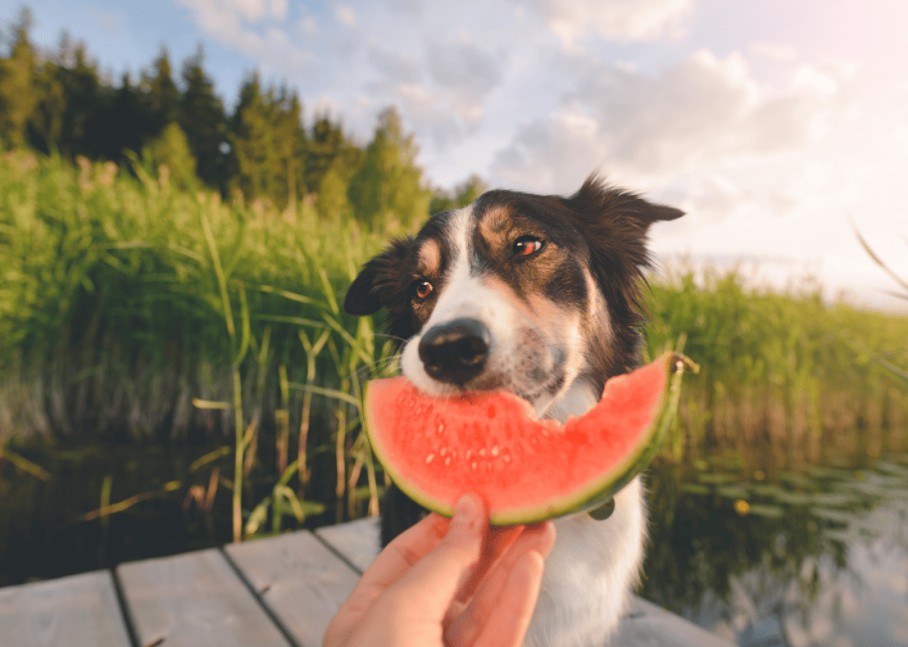 Common foods you shouldn't feed your dog and why, according to experts
