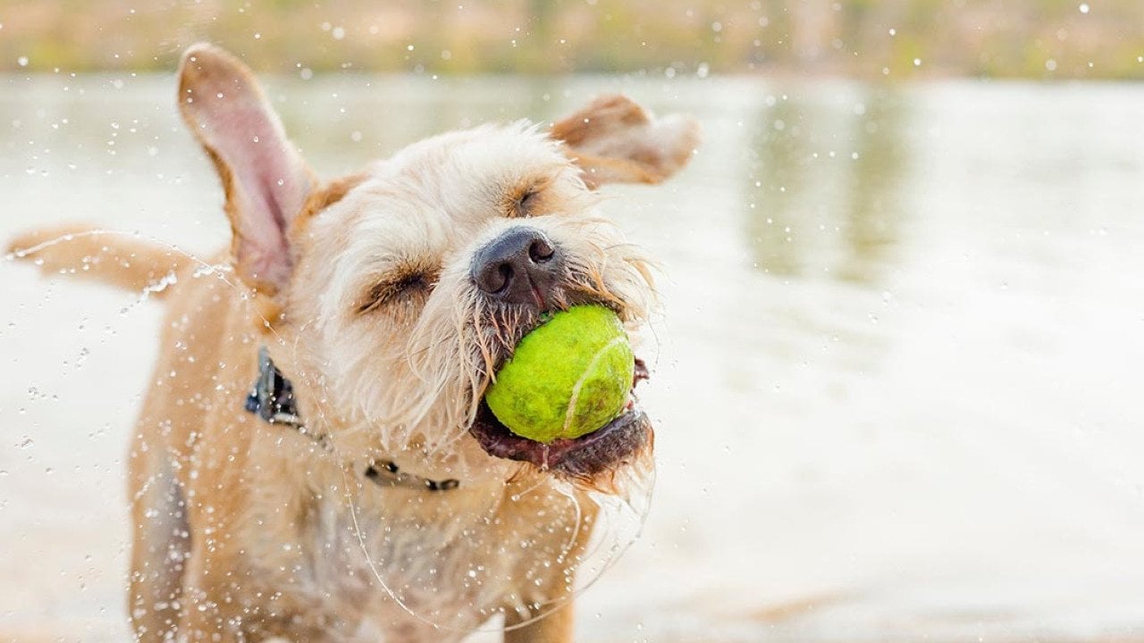 The history behind dog days of summer