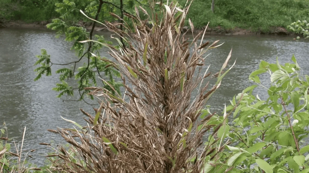 Featured image for Auto-prepared featured image